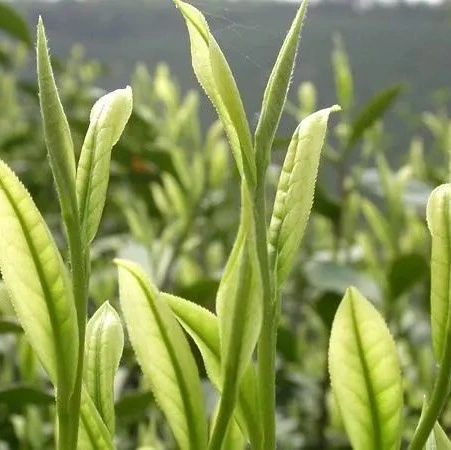 《安吉白茶》“品字标浙江农产”团体标准发布