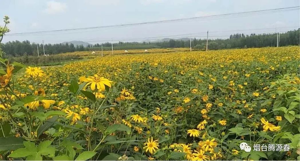 胰岛果开花图片图片