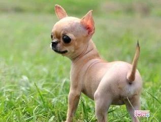 狗狗换牙，这类常识学起来