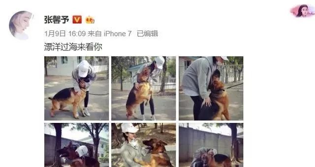 張馨予告別18歲愛犬：TA看著我嫁人，卻選了合適的時機離開... 萌寵 第5張