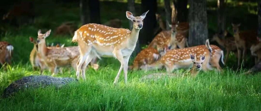 约吗？端午生活报带你喂鹿、摘草莓、拍精美大片……