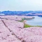 比日本绝美，比武汉壮观！世界最大“樱花海”竟在中国的这座小城？