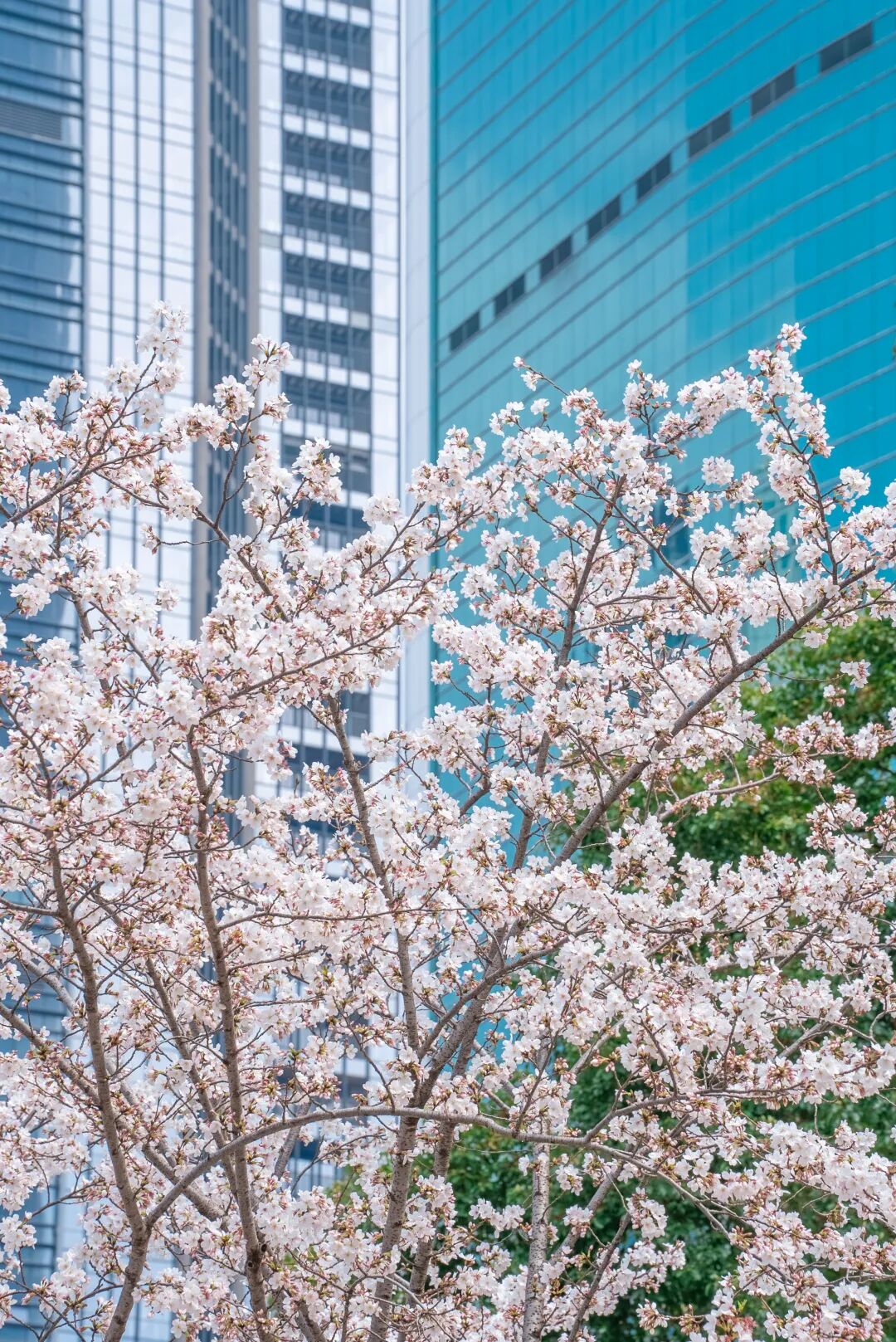 选手跑完武汉马拉松与樱花合影三万人在春天里跑醉了