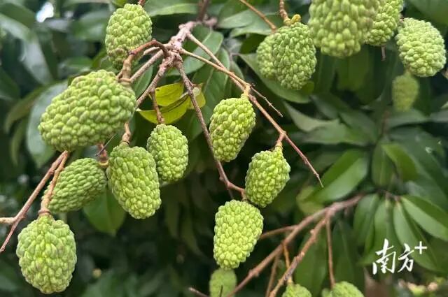 荔枝树硕果累累，绿油油的果实在绿叶的掩映下长势喜人。