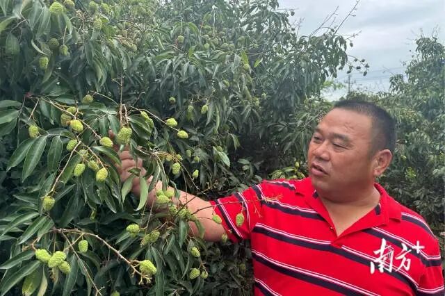 果农张友武仔细查看荔枝长势。