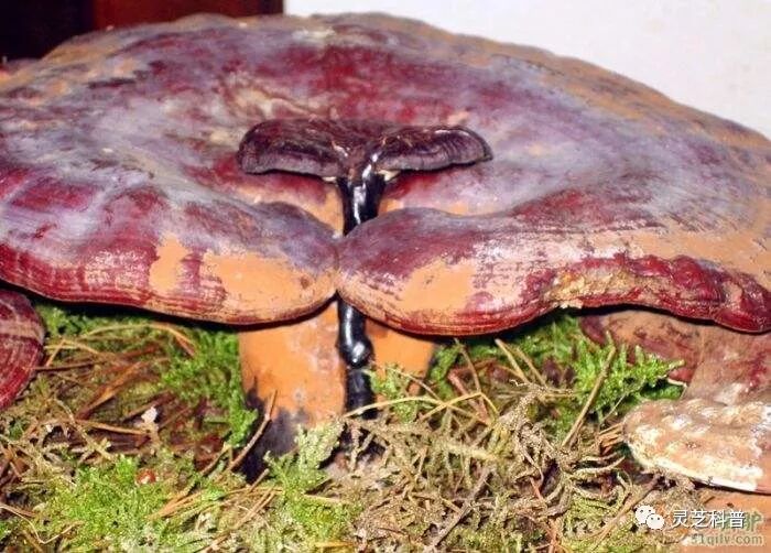 灵芝，要尽早使用，抗衰老很重要！