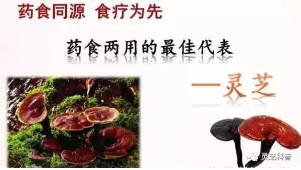 为什么越来越多关爱健康的人士都在吃灵芝？真相在这里！