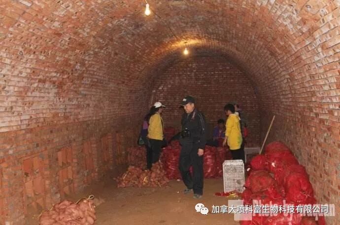 红薯收货后怎么保存？红薯防腐烂保鲜技术及常用药剂详解