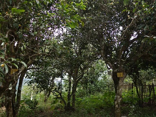 �ڳ�ح12������գ��ն���ƴ���ʦ���Ļ����¾�92��ש����֮��