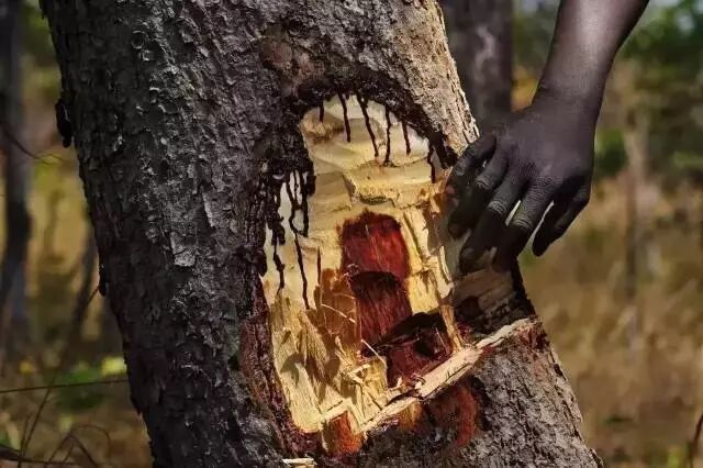 小叶紫檀的一母同胞～赞比亚紫檀