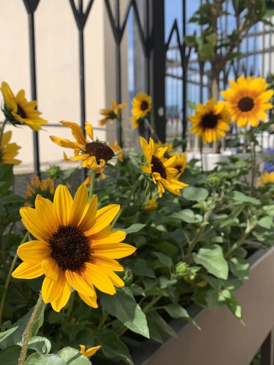 园艺疗法福田区榕悦城市长者照料中心植愈心灵共建更美的家