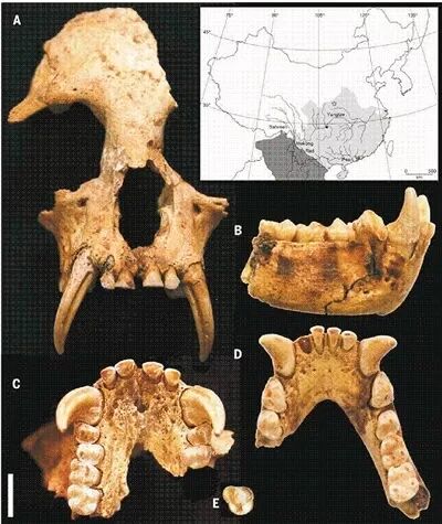 文物 | 神禾塬大墓 “珍禽异兽” 陪葬坑有新发现 新属种长臂猿被命名为帝国君子