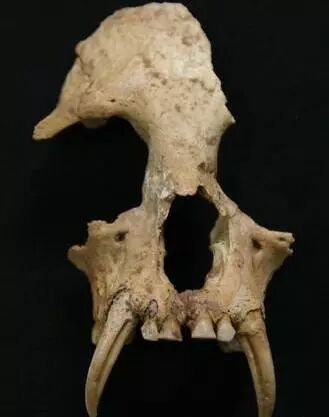 神禾塬大墓主人_神禾塬大墓_大墓塬墓地