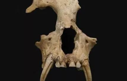 神禾塬大墓_神禾塬大墓主人_大墓塬墓地