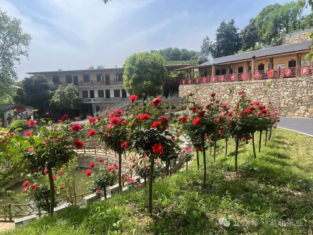 茶乡访茶游学 打卡茶乡美景