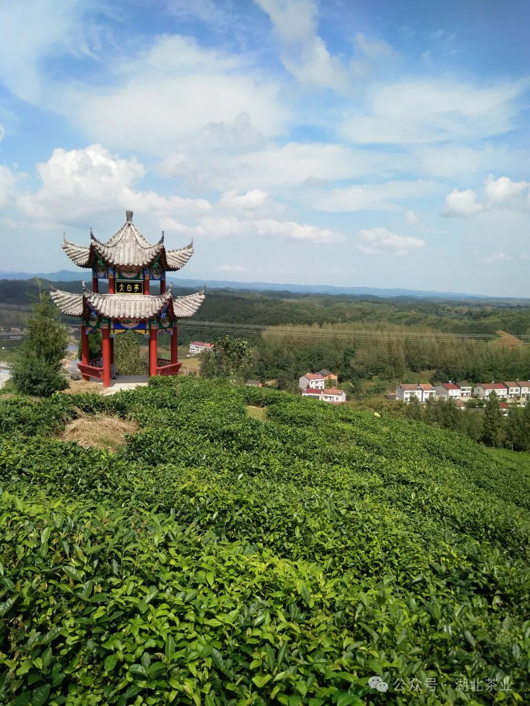 茶乡访茶游学 打卡茶乡美景