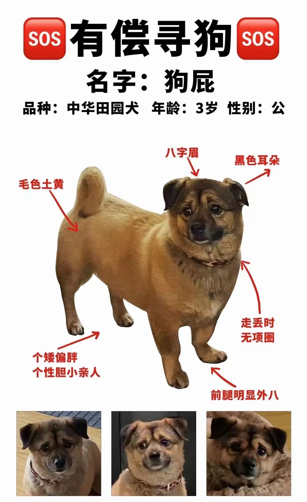 太治愈了：半个上海在找的“被闪送送丢的狗狗”回家了