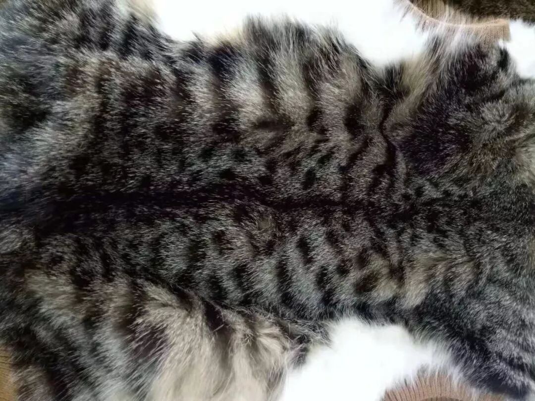 致u201c专家u201d：真相远比剥猫皮做衣服更可怕- 一米爱流浪猫救助团队 微信 