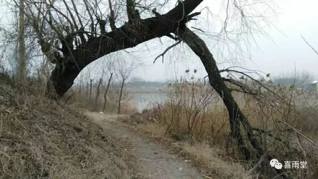 最早的吟咏济南风景的诗句——月倚华山树