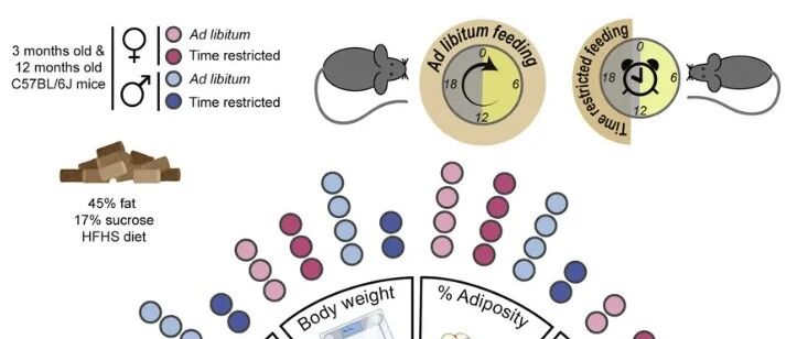 ​限时吃饭有这么多健康益处？竟然还能让雄性增肌更强壮？