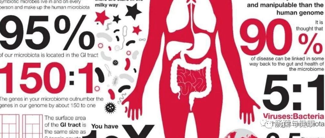 降糖药无效？可能是被肠道菌给吃掉了