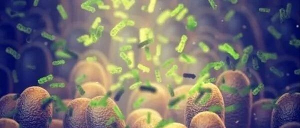 益生菌和益生元能有效抵御焦虑症和抑郁症？