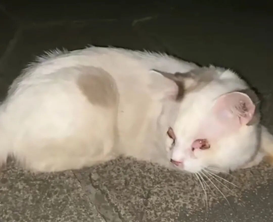 买了它，挖掉双眼，又扔掉它！双盲布偶在河边拼命打滚【品种猫众生苦命 