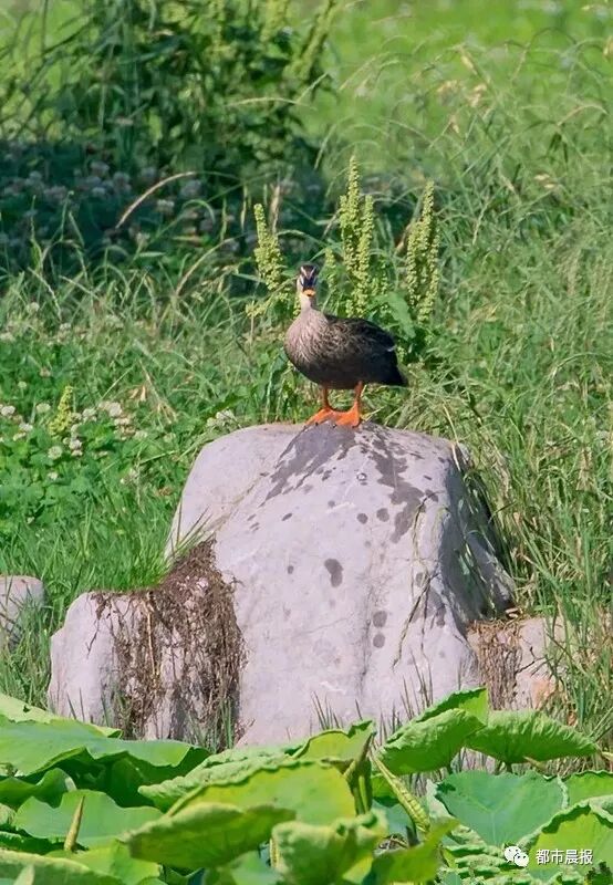 这“一家子”从恋爱结婚到生子都被拍下来啦