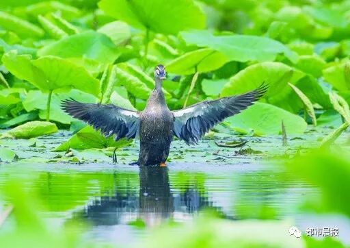 这“一家子”从恋爱结婚到生子都被拍下来啦