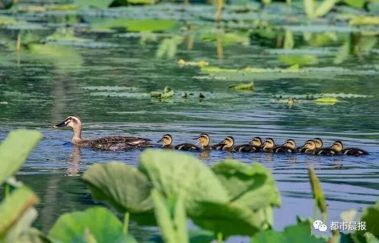 这“一家子”从恋爱结婚到生子都被拍下来啦