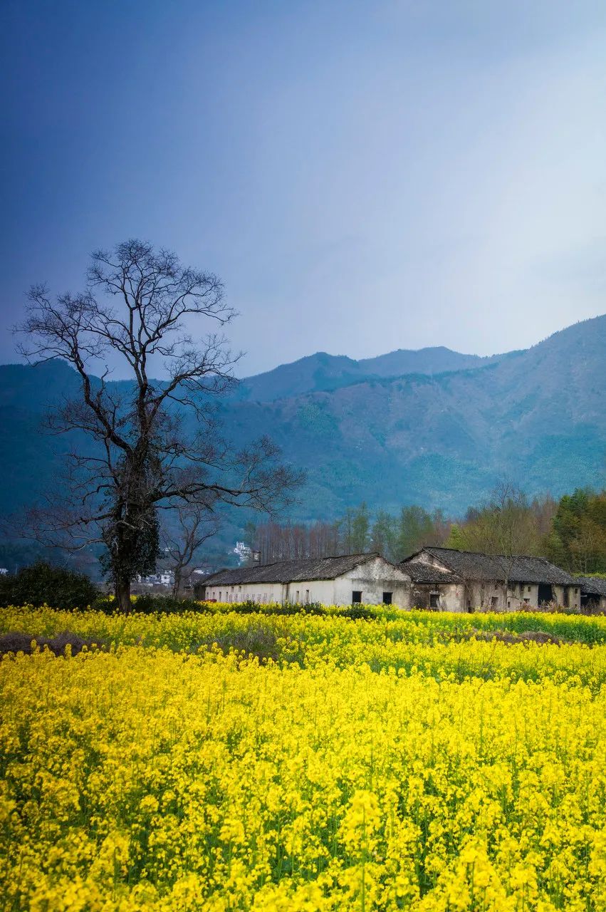 西塞山前白鹭飞什么流水_白鹭飞西塞山前白鹭飞_西塞山前白鹭飞下一句