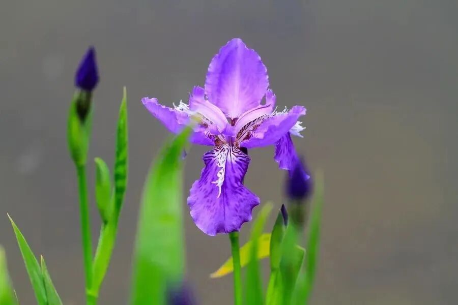 兰鸢尾图片_鸢尾兰_兰鸢尾花