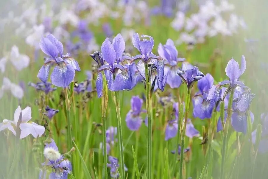 兰鸢尾花_鸢尾兰_兰鸢尾图片