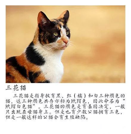 母猫名字图片