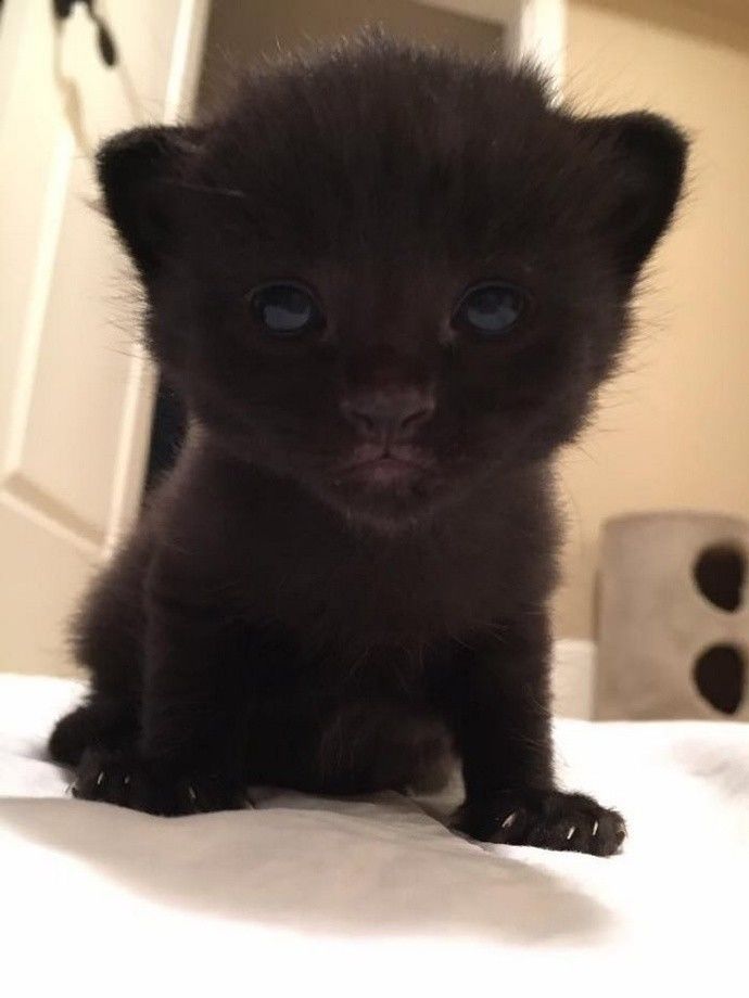 主人收养了一只怀孕的流浪猫,不久后猫妈妈就生下了6只小黑猫,一模一样,不掉色,看来墨水很足啊~