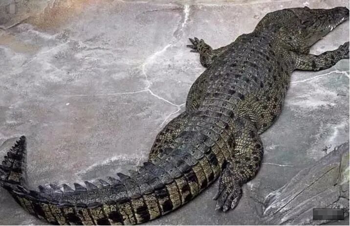 揭秘世界最大体型的三种鳄鱼