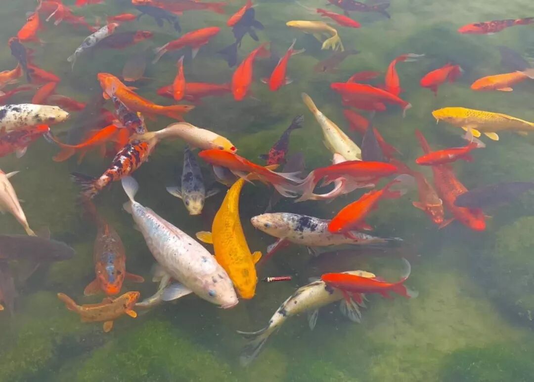 【旅游】清风拂柳，山城泽国！冬季杭州西子穿越古今（下）美國貝佳天然藥業
