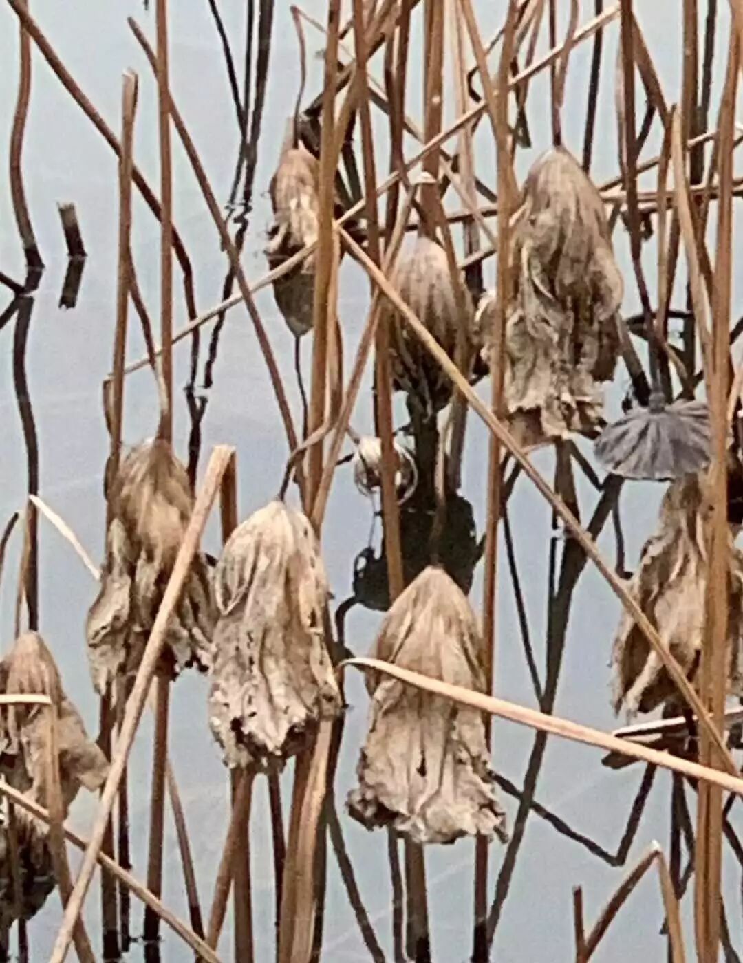 【旅游】清风拂柳，山城泽国！冬季杭州西子穿越古今（下）美國貝佳天然藥業