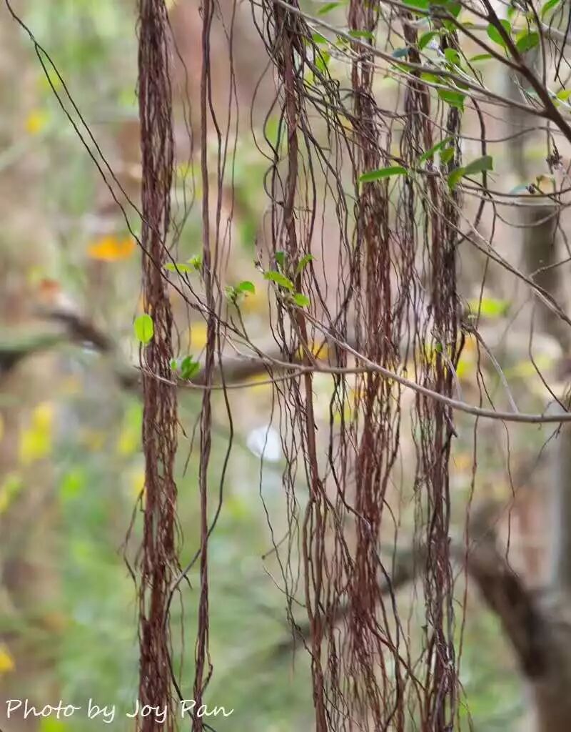【旅游】祖国宝岛台湾，轻松带你玩个遍（上）| 美国贝佳天然药业