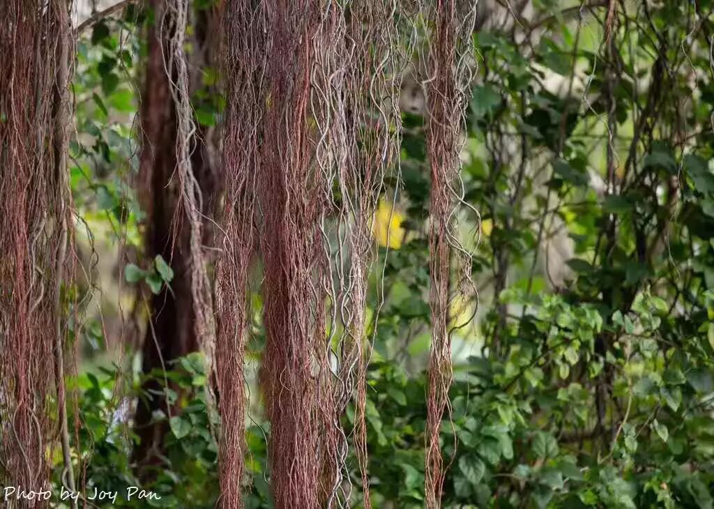 【旅游】祖国宝岛台湾，轻松带你玩个遍（上）| 美国贝佳天然药业