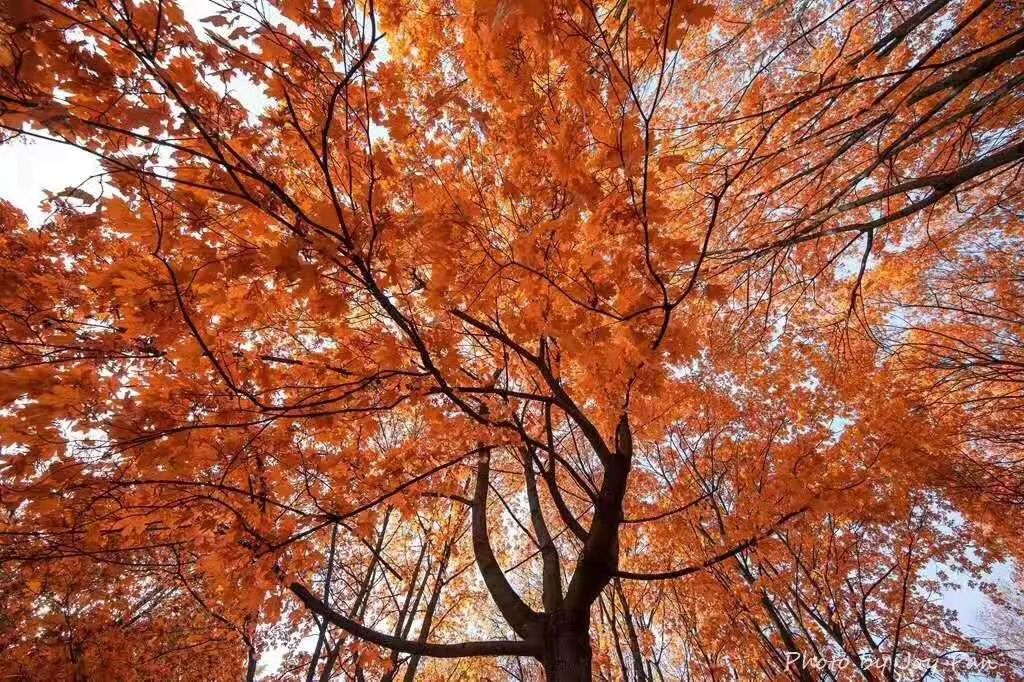 【旅游】金碧辉煌，雍容奢华，俄罗斯浮光掠影（下）美國貝佳天然藥業