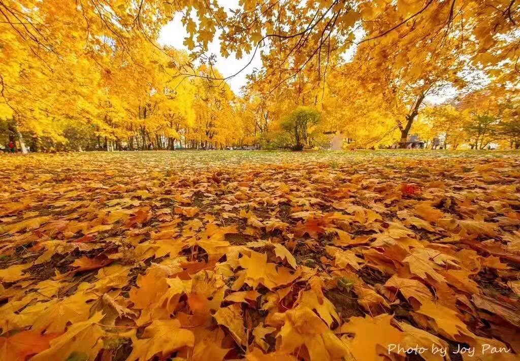 【旅游】金碧辉煌，雍容奢华，俄罗斯浮光掠影（下）美國貝佳天然藥業