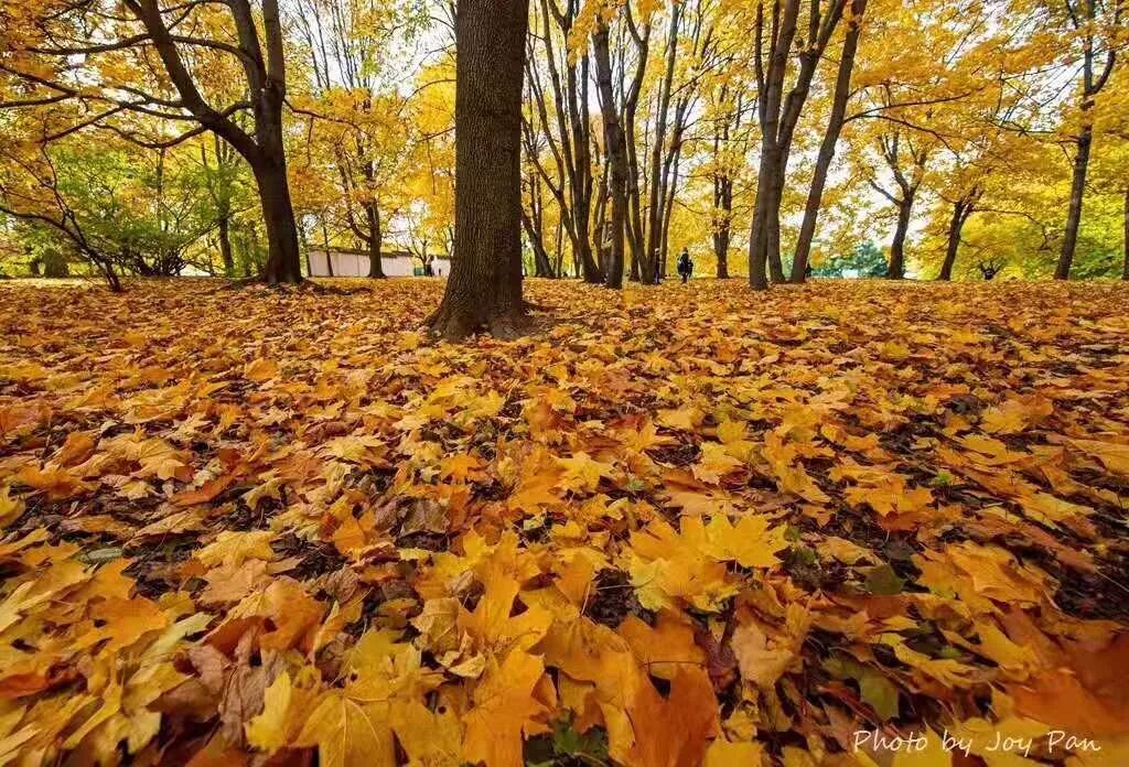 【旅游】金碧辉煌，雍容奢华，俄罗斯浮光掠影（下）美國貝佳天然藥業