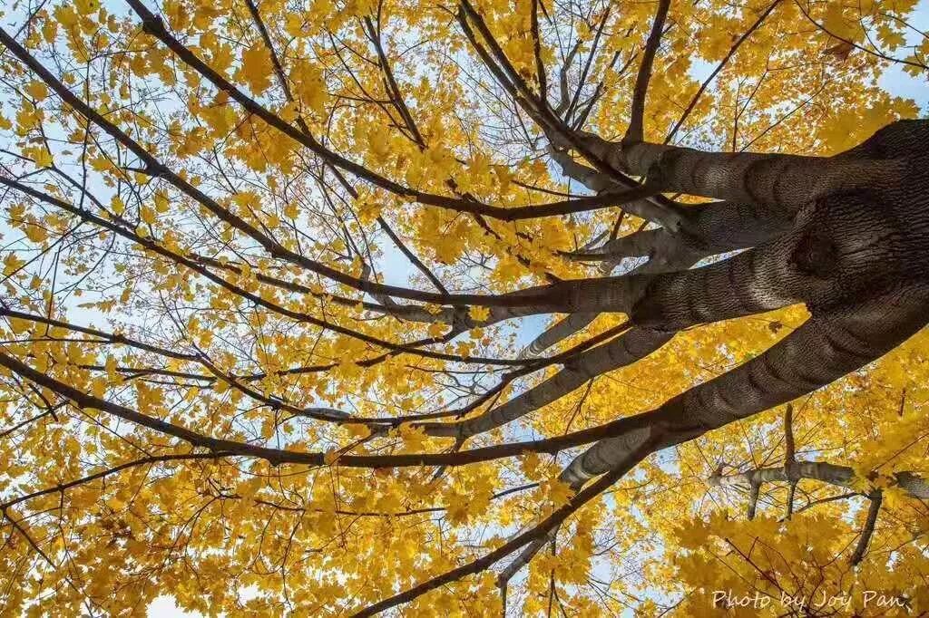 【旅游】金碧辉煌，雍容奢华，俄罗斯浮光掠影（下）美國貝佳天然藥業