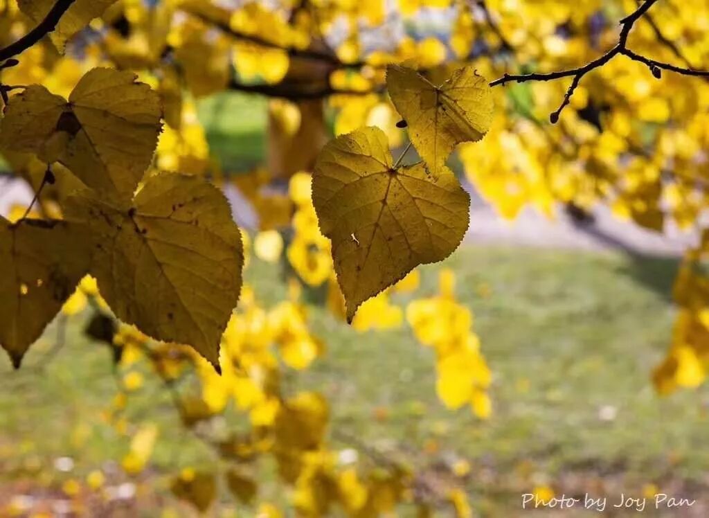 【旅游】金碧辉煌，雍容奢华，俄罗斯浮光掠影（下）美國貝佳天然藥業