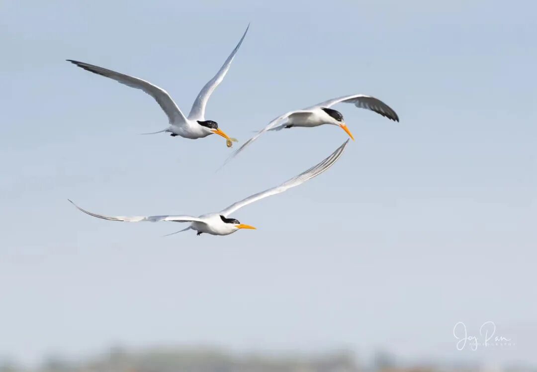 天使之城，人群受困，燕鸥的世界依然纯真（下）