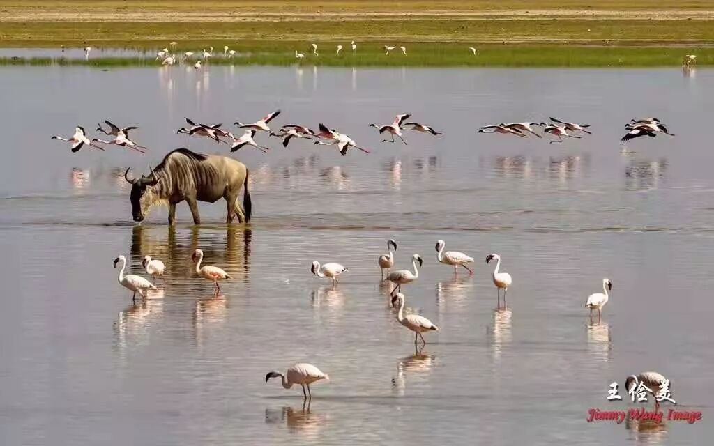 【旅游】太燃了！如火如荼，非洲大地最热烈喜庆的羽毛 | 美國貝佳天然藥業