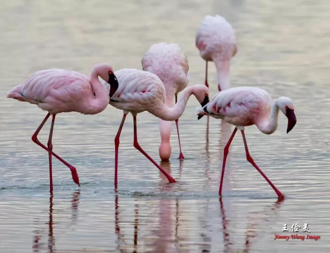 【旅游】太燃了！如火如荼，非洲大地最热烈喜庆的羽毛 | 美國貝佳天然藥業