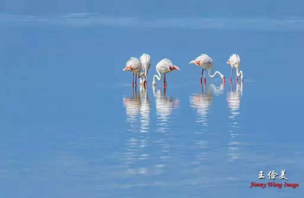 【旅游】太燃了！如火如荼，非洲大地最热烈喜庆的羽毛 | 美國貝佳天然藥業