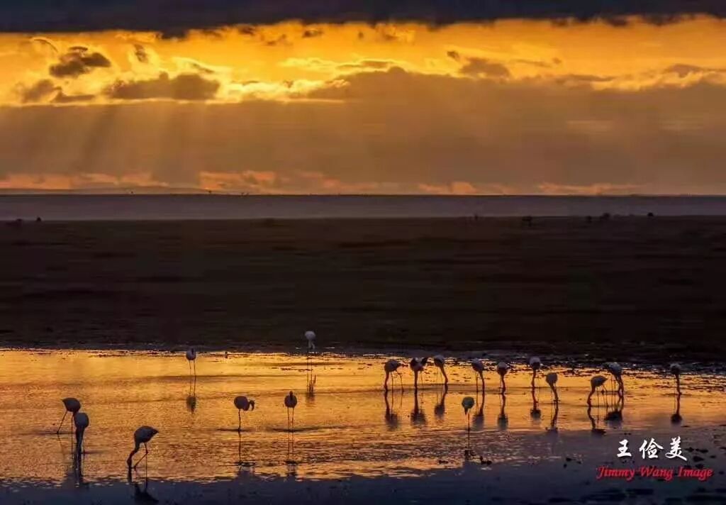 【旅游】太燃了！如火如荼，非洲大地最热烈喜庆的羽毛 | 美國貝佳天然藥業